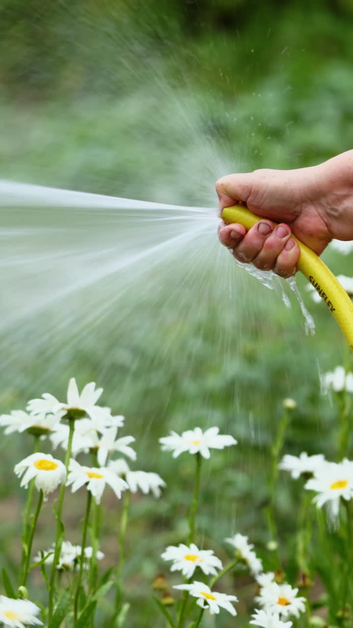 Watering flowers in summer. Woman holds a garden hose pipe and makes irrigation with water by her hands. Beautiful chamomiles are refreshed by water stream. Vertical video