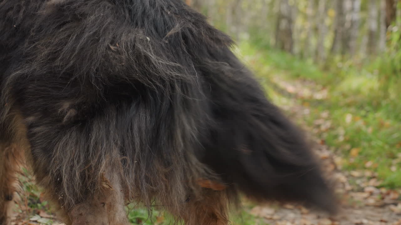 Coda di cane nero che ondeggia su un sentiero nel bosco, primo piano del pelo ispido cosparso di aghi di pino e foglie secche, lenta panoramica sul posteriore mentre il cane si aggira sul sentiero del campeggio nella morbida luce autunnale.