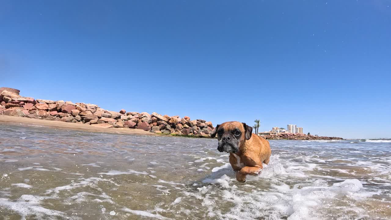 Boxer dog running and splashing in the sea