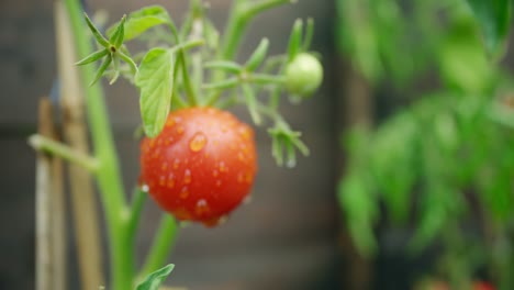 tracking into tomato plant