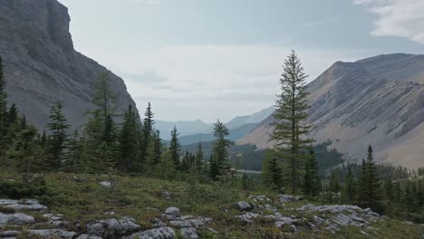 mountain pond valley pine forest approached rockies kananaskis alberta canada