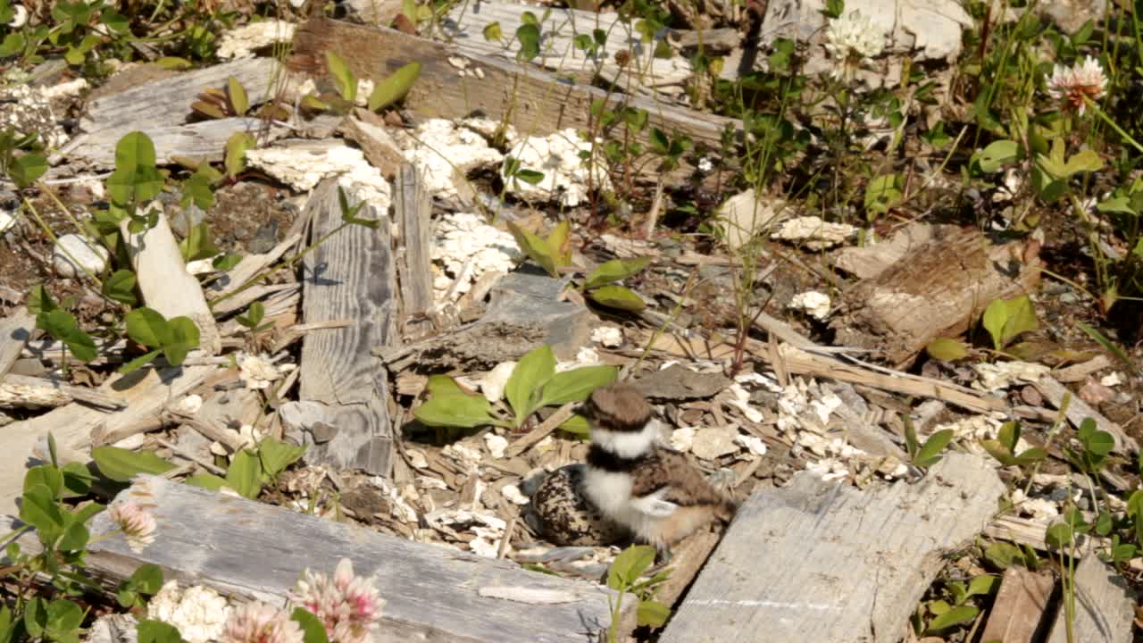 암컷 물수리는 더운 여름날 아기와 알을 돌본다