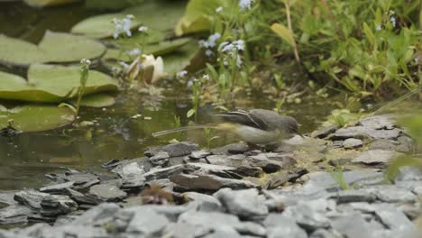 Grauer-Bachstelzenvogel-Füttert-Insektenteich-In-Zeitlupe