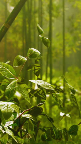 bamboo forest