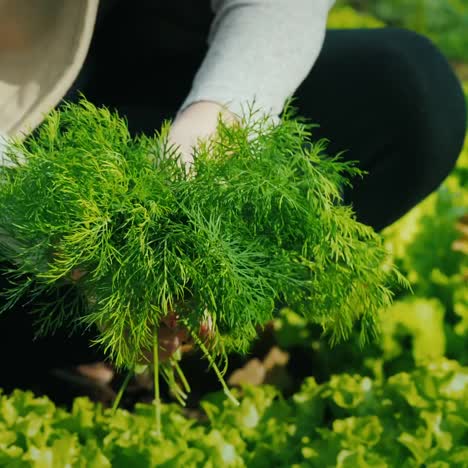 Agricultor-Corta-Perejil-Y-Verduras-En-Su-Huerto