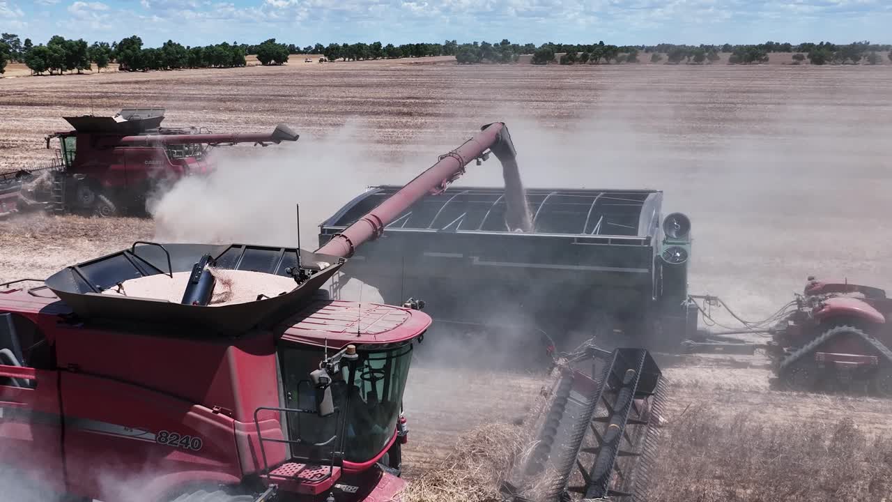 explorar la maquinaria de vanguardia y la precisión en acción durante una operación de cosecha de lupino a gran escala