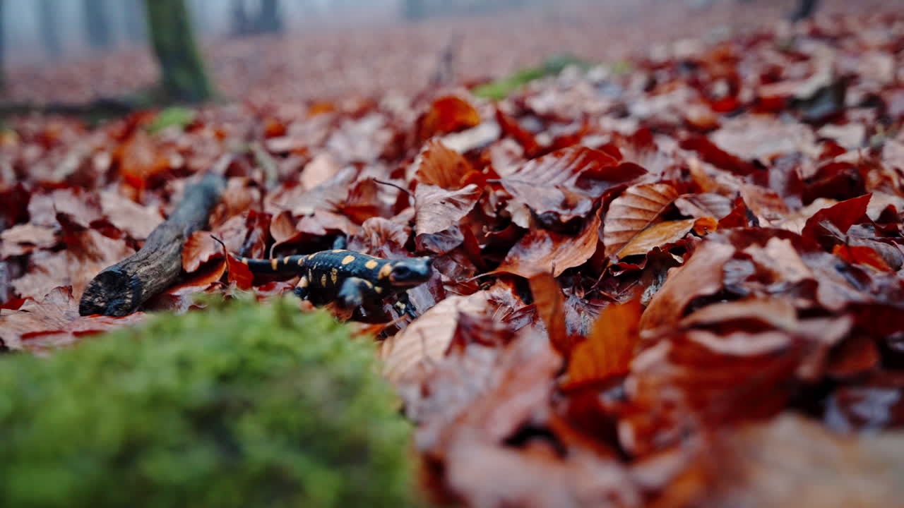 Soft green moss and brown forest leaves on ground, fire salamander visible, calm macro shot
