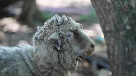 close-up of a woolly sheep standing near a tree in a rural farm environment. sunlight filtering through the trees, natural and peaceful setting.