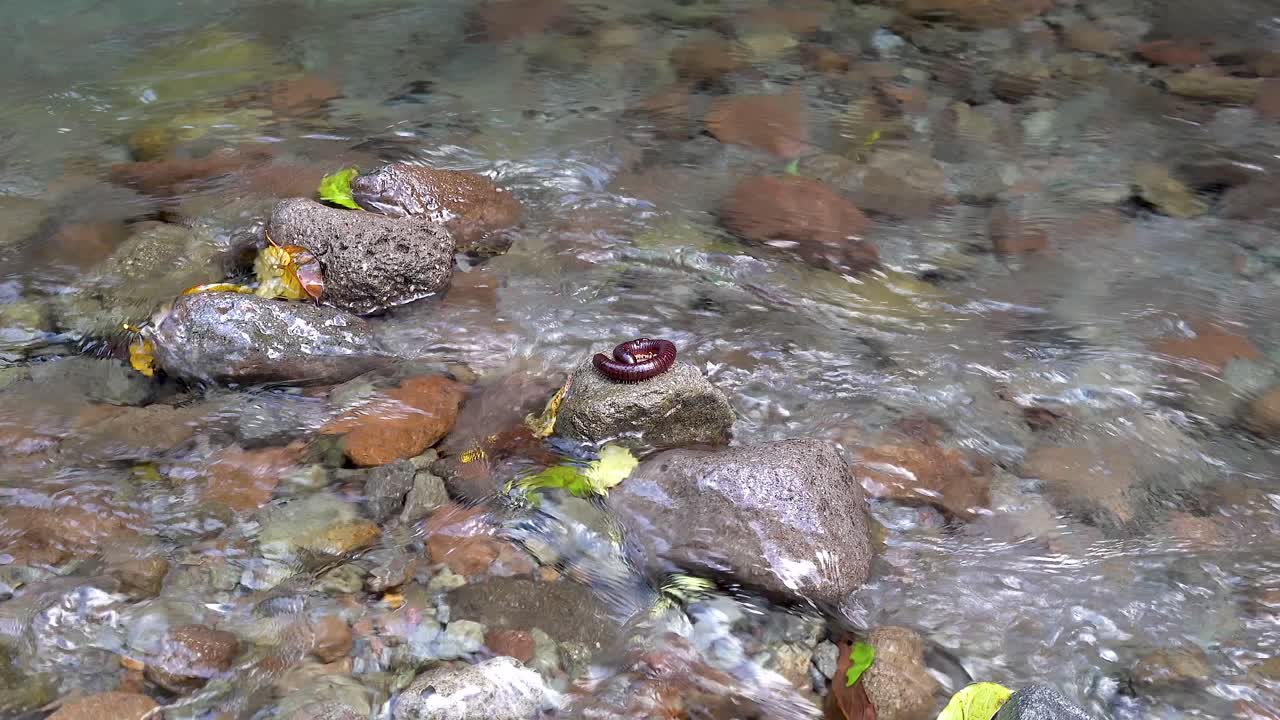 millipede resting on a rock in the middle of a clear shallow river full of leaves close up
