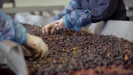 Static-shot-of-the-hands-of-two-people-cleaning-the-grapes-on-the-sorting-table,-harvest-time