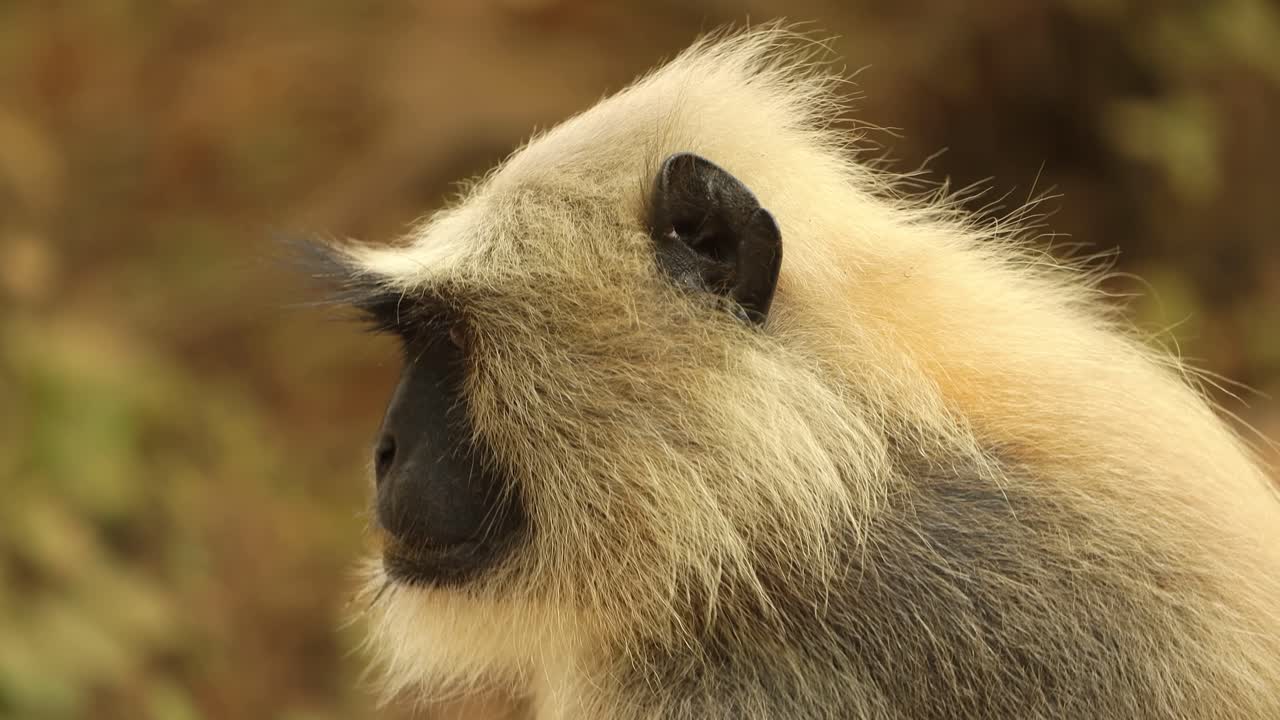 el langur gris (semnopithecus), también llamado hanuman langur es un género de monos del viejo mundo nativos del subcontinente indio. parque nacional de ranthambore sawai madhopur rajasthan india