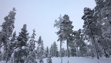 Drone-Shot-Between-Snow-Covered-Trees-in-Lapland,-Finland,-Arctic-Circle