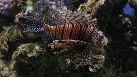 el pez león rojo (pterois volitans) es un pez venenoso de arrecife de coral de la familia scorpaenidae en el agua