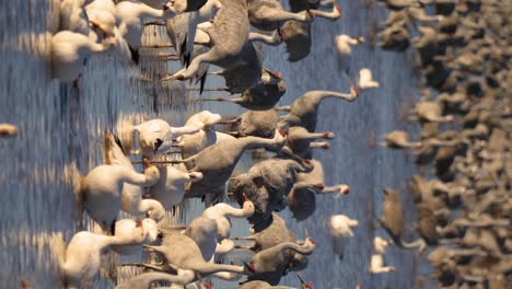 Vertical-shot-of-water-crowd-during-sunset