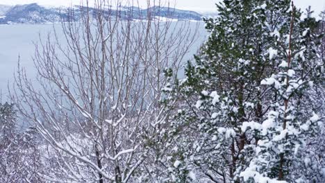 snow-covered trees and shoreline overlooking a lake with mountains in the background in indre fosen norway - ascending drone shot