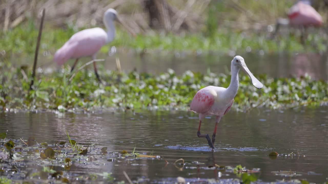 A graceful roseate spoonbill wades through shallow waters in a lush wetland, foraging for food. The peaceful scene captures the bird’s natural behavior in its serene habitat