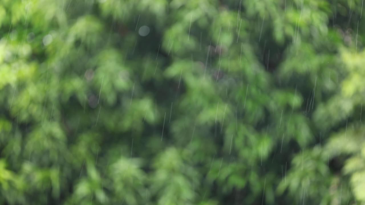 Green nature background in rainy day, Rainy season.