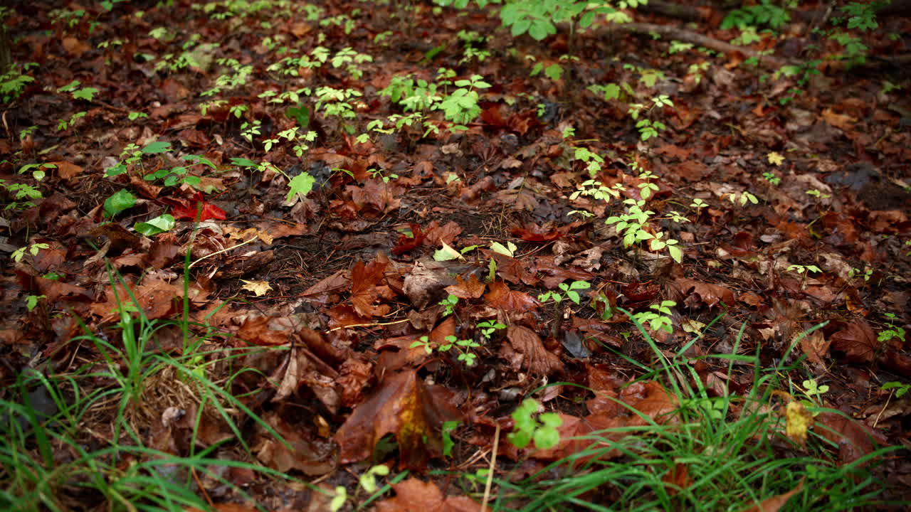 Leaves falling down to the ground signaling that the autumn is here