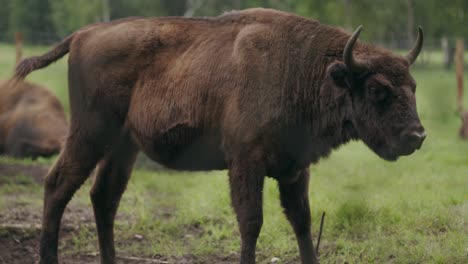 young strong european bison with pointed horns stands