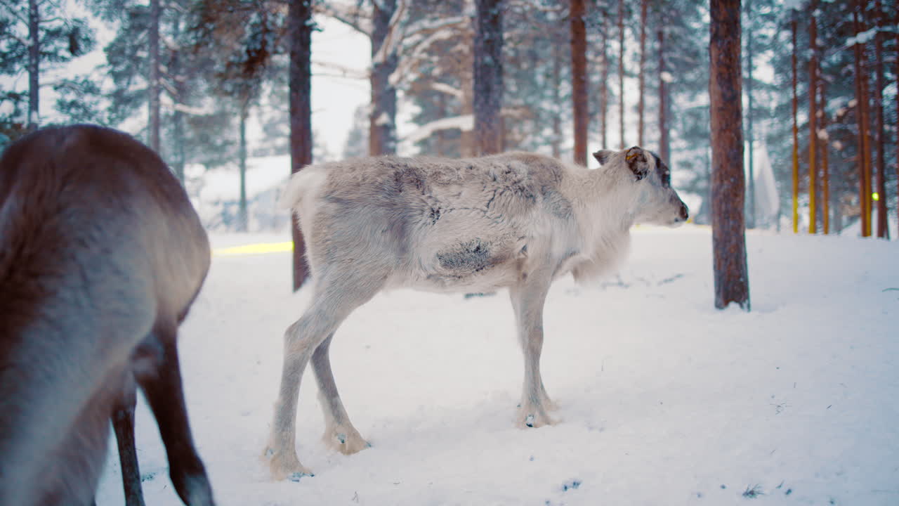Reindeers in a snowy winter forest, in Lapland - static shot - Rangifer tarandus