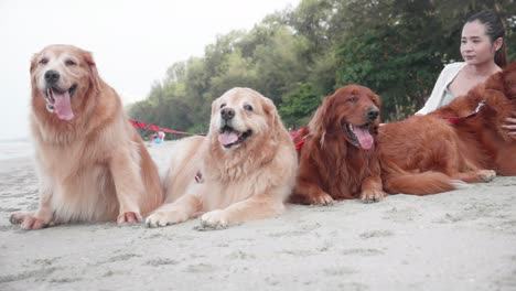 group of golden retriever dogs laying down on the sand and resting on the beach in the morning