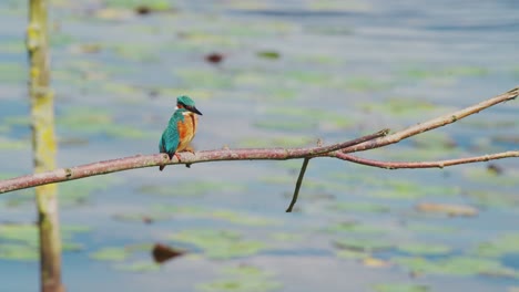 Vorderansicht-Der-Orangefarbenen-Federn-Eines-Eisvogels,-Der-Auf-Einem-Ast-über-Einem-Idyllischen-Teich-In-Friesland,-Niederlande,-Thront,-Während-Er-Seine-Position-Anpasst