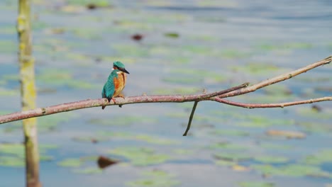 vista frontal de las plumas de naranja en un pescador encaramado en una rama sobre un estanque idílico en friesland, países bajos, mientras ajusta su posición