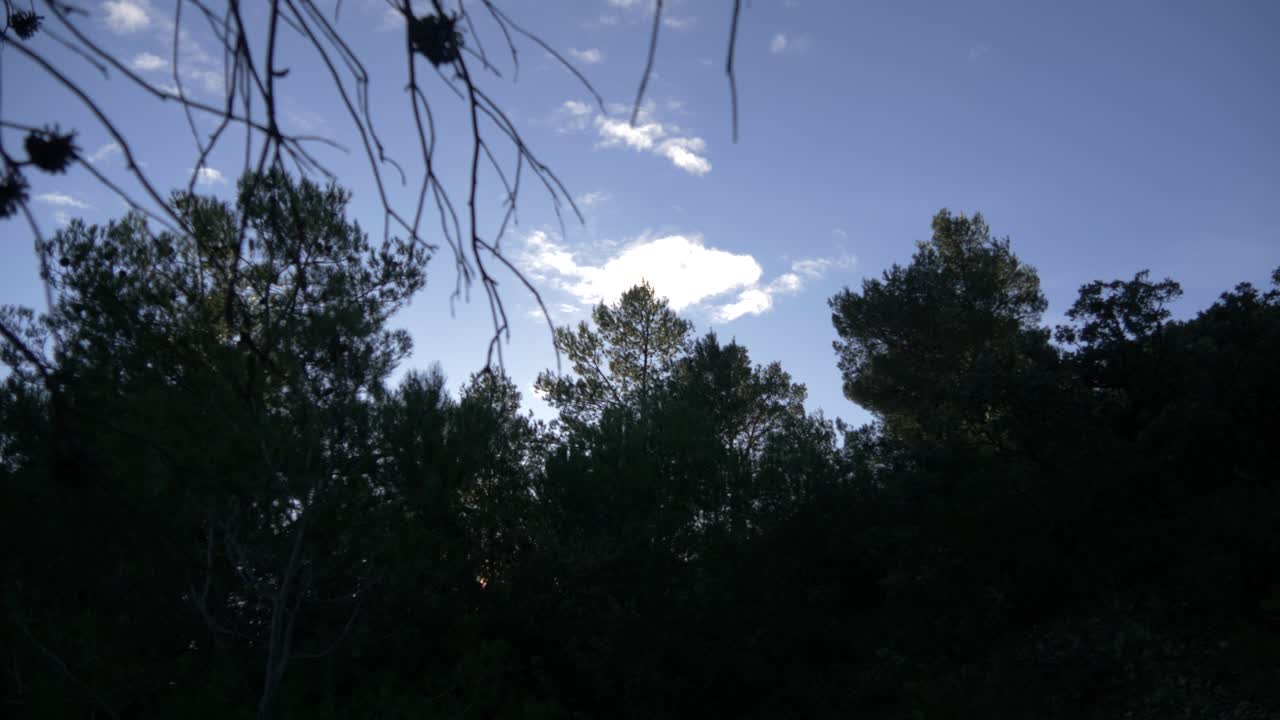 Forest Canopy with Sunlight Streaming Through
