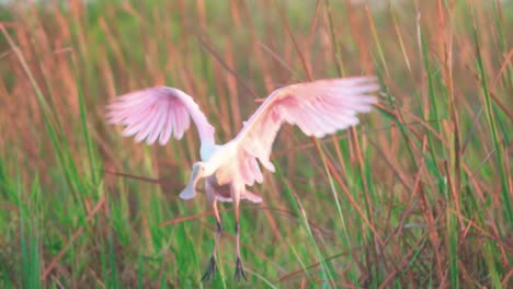 roseate spoonbill flying and landing in slow motion at everglades swamp