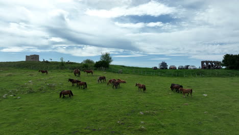 Flock-of-wild-horses-in-meadows-of-Basque-country,-Spain,-aerial-view