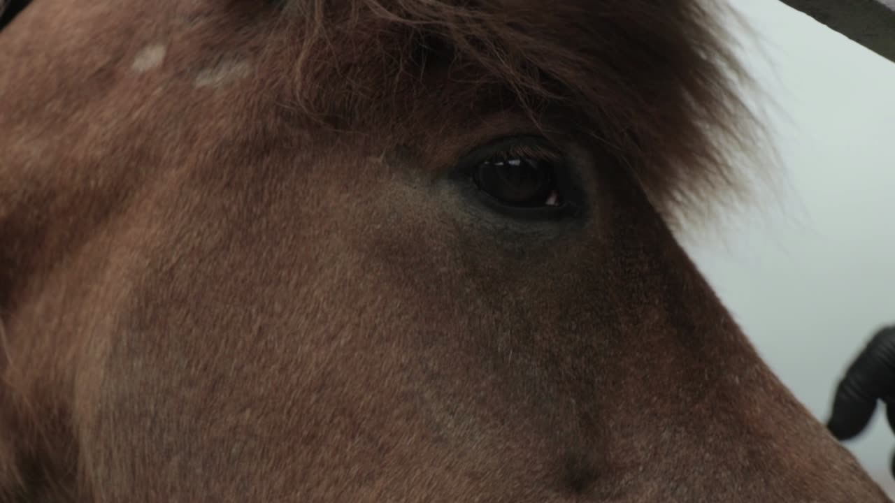 primer plano de un caballo que recibe una mascota en la nariz del hocico con una mano enguantada en islandia