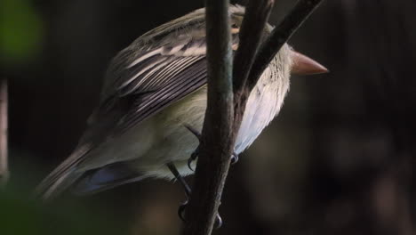 pájaro gris mirando detrás de las ramas de los árboles, en un bosque tropical