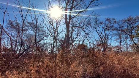 Afrikanische-Winterlandschaft:-Sonnenbeschienene,-Kahle-Bäume,-Klares-Licht,-Ruhige-Wildnis,-Raue-Schönheit-Im-Naturvideo