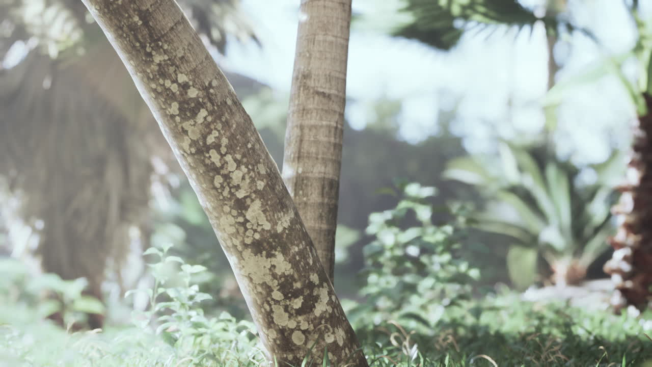 luz solar de los bosques tropicales