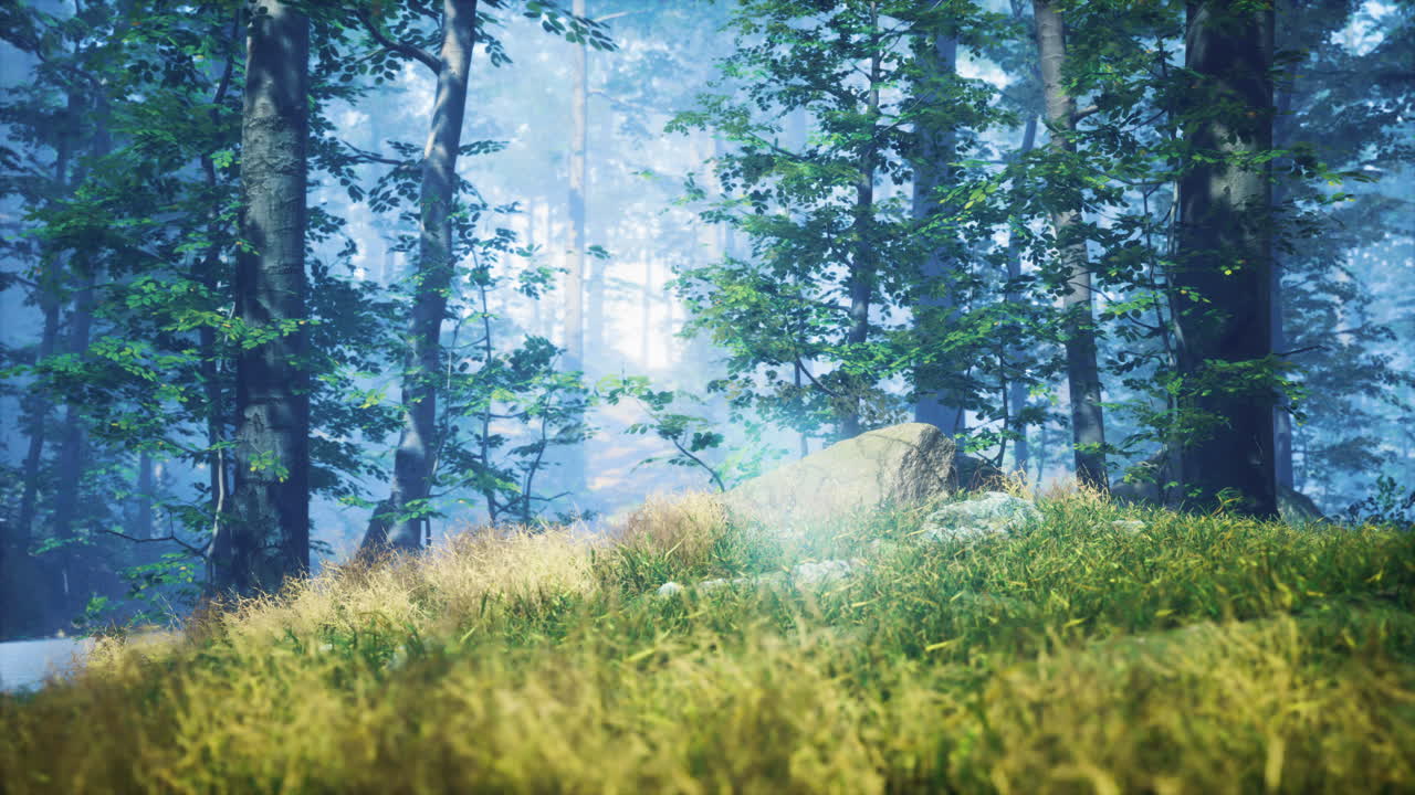 ⁇ 은 여름 아침에 숲 속의 초록 잔디