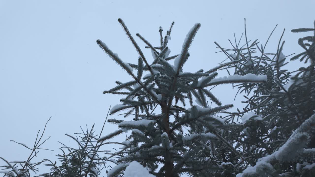 slow motion video of Snow-covered pine branches against a pale winter sky. Frost clings to the needles, creating a serene and peaceful cold-season - Dublin Mountains, Ireland
