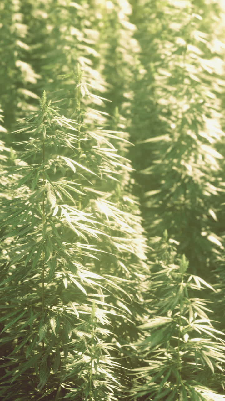 Field of lush green hemp plants thriving in sunlight during growing season