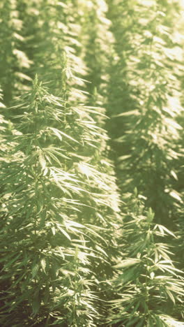 field of lush green hemp plants thriving in sunlight during growing season