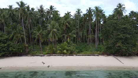 exuberante bosque de palmeras de coco y aislada playa tropical de arena blanca