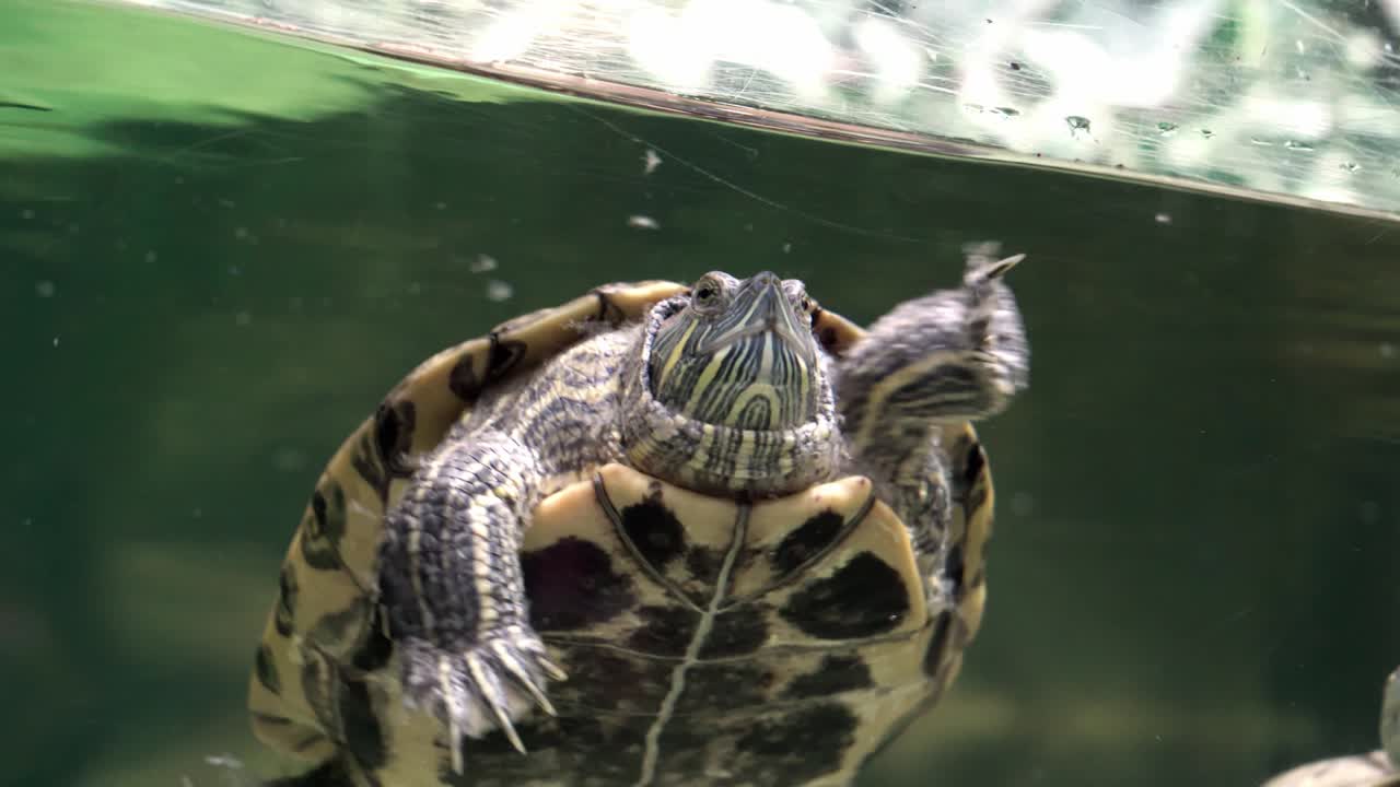 TheÂ pond sliderÂ (Trachemys scripta) or theÂ red-eared sliderÂ  is popular in the pet tradeÂ  .
