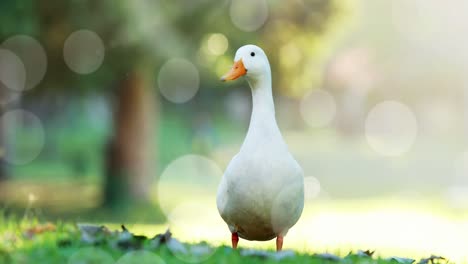 Animation-Von-Lichtflecken-über-Einer-Gans-Im-Park