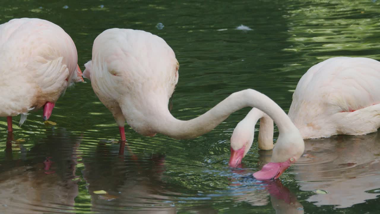 Three flamingoes wade and dip their heads underwater in a green, sunlit pond. The camera remains steady, capturing natural feeding behavior in close-up