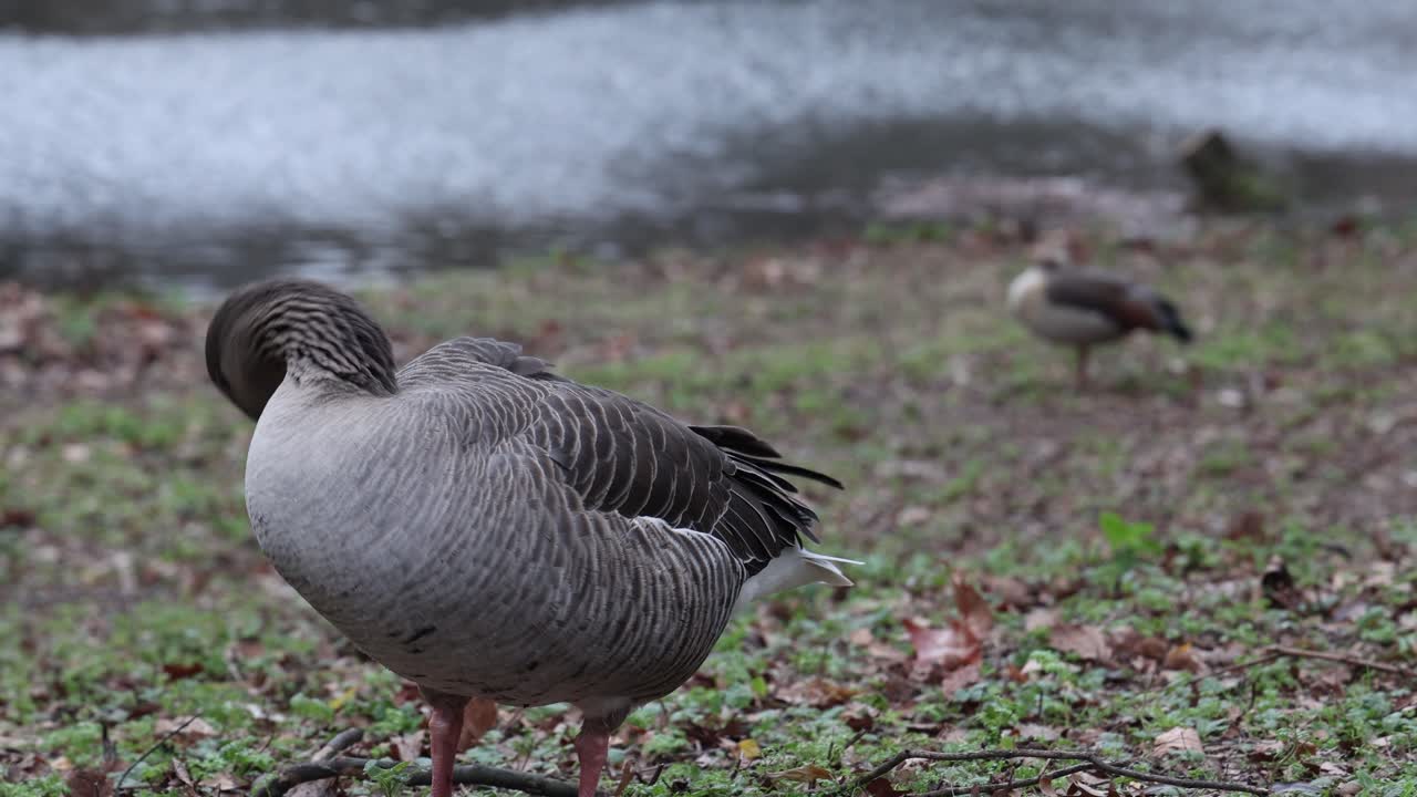 Oca cenerina al lago, ritratto di uccello