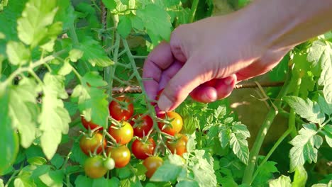 cherry tomatoes with the hands holding them