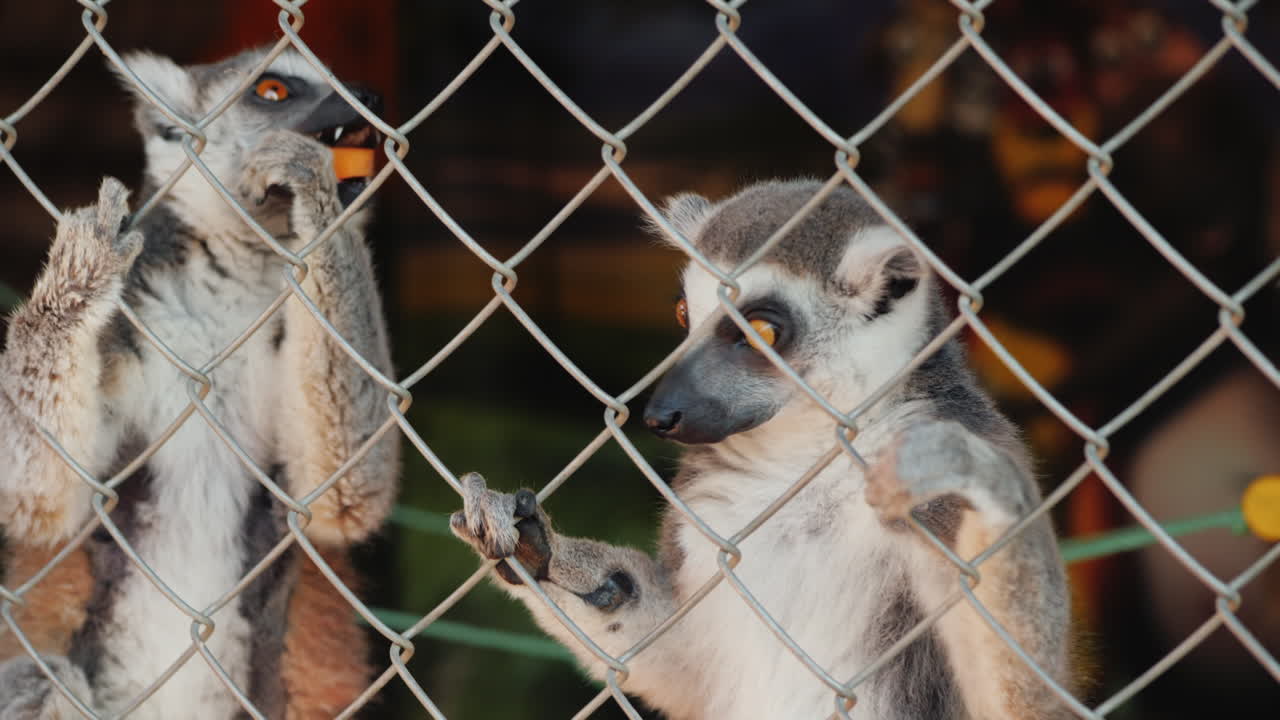 una lémur hembra con un cachorro en la espalda toma un regalo a través de la red