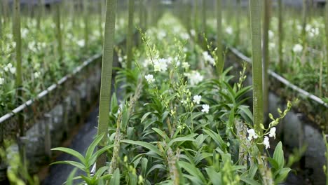 Aufnahmen-Von-Vielen-Schönen-Orchideen-In-Der-Farm