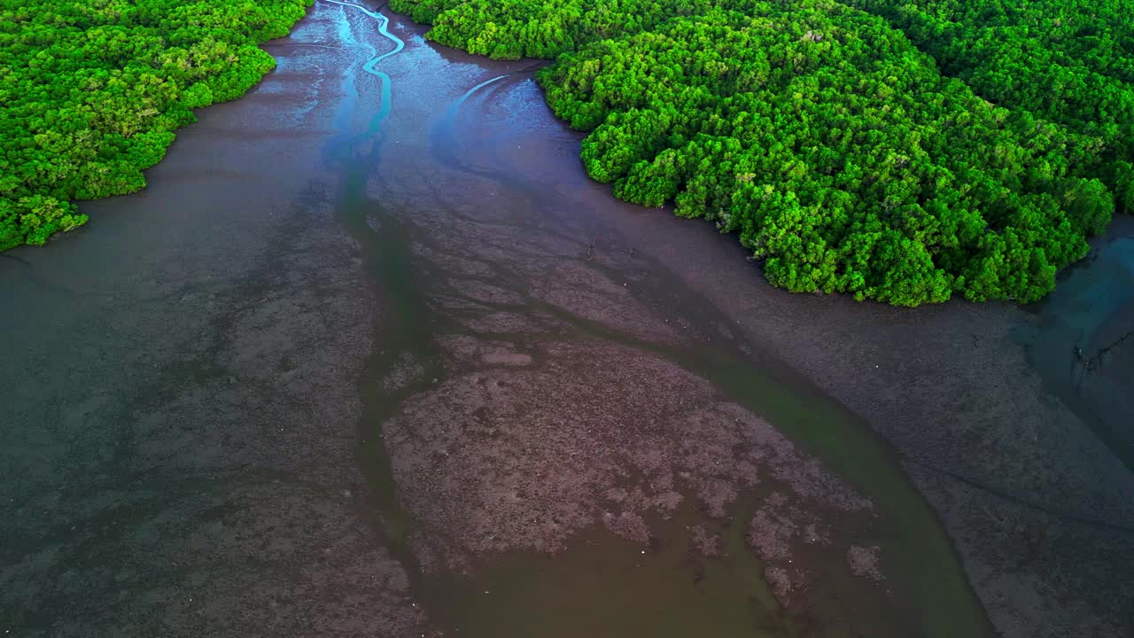 Drone shows Bali mangrove forest with lush greenery muddy swamps and peaceful river channels forming a tropical wetland landscape that preserves biodiversity exotic plants and pristine native habitat