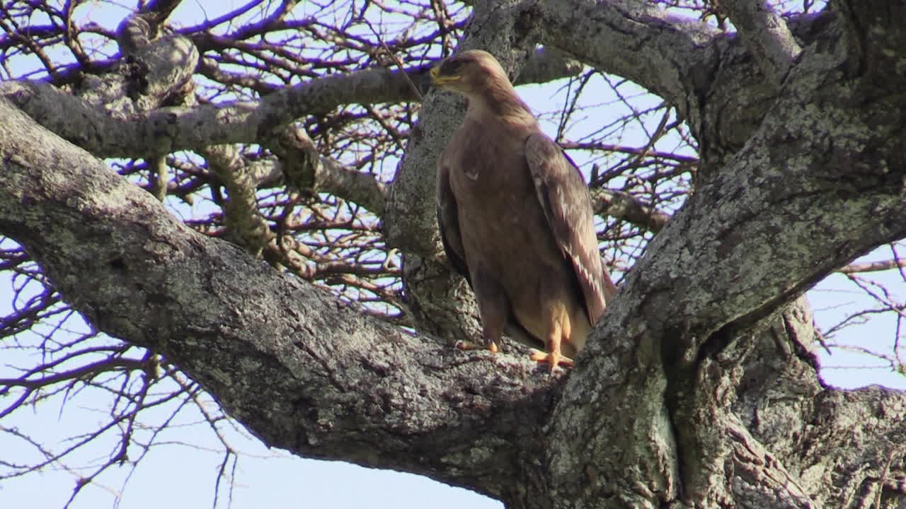 águila de la estepa en una bifurcación de un árbol desnudo en áfrica oriental