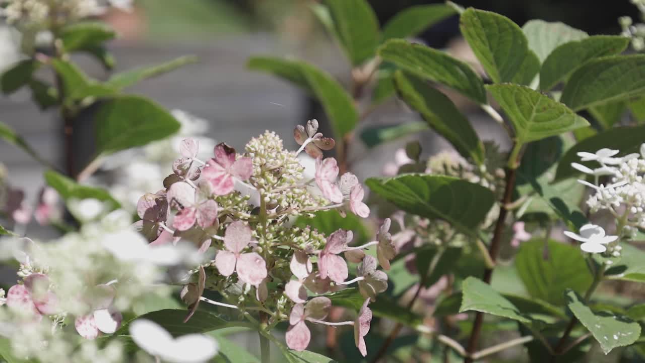 flores rosadas que soplan en el viento