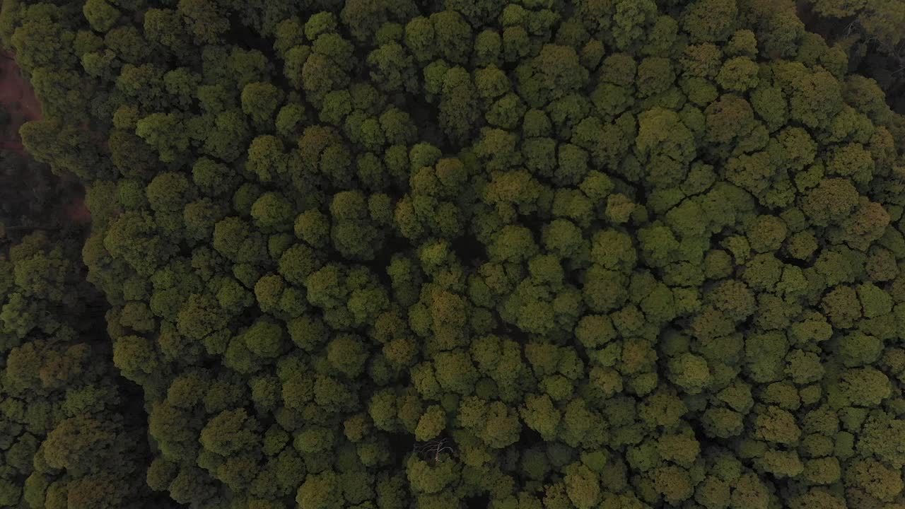 Ripresa aerea con drone di una pineta dall'alto.